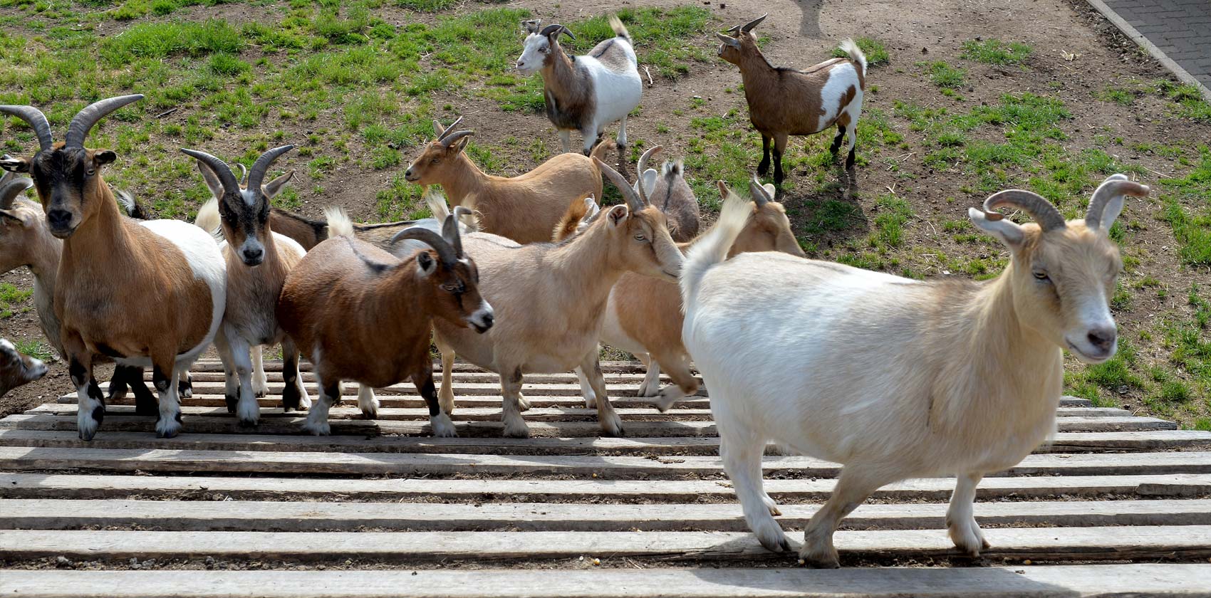 Miniature mountain goats
