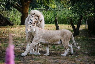 Löwen Tierpark_Thuele